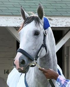 Horse Profile for White Abarrio .